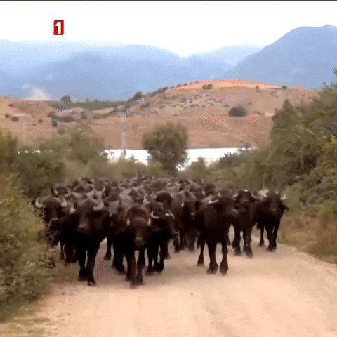 Water Cow GIF by TRT