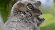 Wildlife Cute Animals GIF by PBS