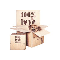 Box Unboxing Sticker by Terra Canis