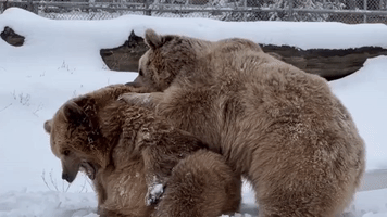 Bears Play Fight in Snow