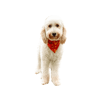Golden Doodle Beckett Sticker by Geekster Pets