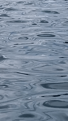 Simongip giphygifmaker GIF