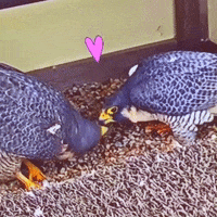 Bird Love GIF by College of Natural Sciences, UT Austin