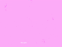 pink fish GIF by eve_agram