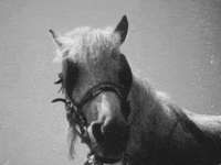 Sound And Vision Horse GIF by Beeld en Geluid