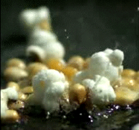 popcorn GIF