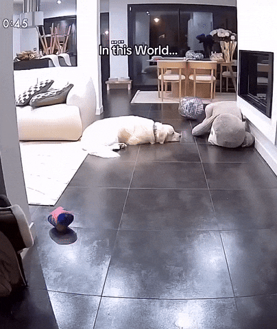 cuteanimalland giphyupload GIF