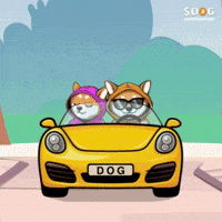 Dog In Car GIF by $DOG