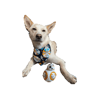 Star Wars Spark Sticker by Geekster Pets