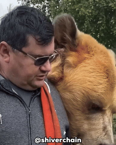 Shocked Brown Bear GIF