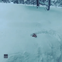 Determined Little Rescue Dog Digs Her Way Through Snow
