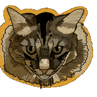 Maine Coon Cat Sticker