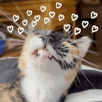 Puddles GIF