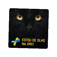 Cat Pet Sticker by Elanco Brasil
