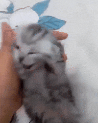 Anxious cat