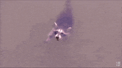 GIF by Univision Noticias