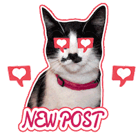 Heart Thumbs Up Sticker