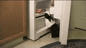 bunny rabbit GIF