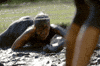 mud crawl GIF by The Bachelor Australia
