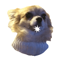 chihuahua STICKER by imoji