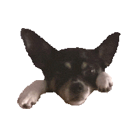chihuahua STICKER by imoji