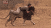 Man Friend GIF