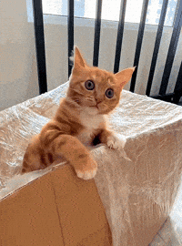 Hungry Feed Me GIF