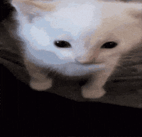 Cat GIF