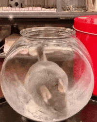 Chinchilla Sue GIF