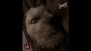 Dog GIF