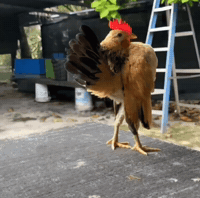 Chicken GIF