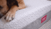 Tired Canadian GIF by Endy Mattress