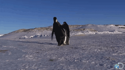 discovery channel lol GIF