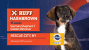 Animal Planet GIF by Puppy Bowl