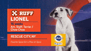 Animal Planet GIF by Puppy Bowl