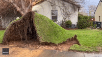 Tree Ripped From Front Yard During Sacramento Storms