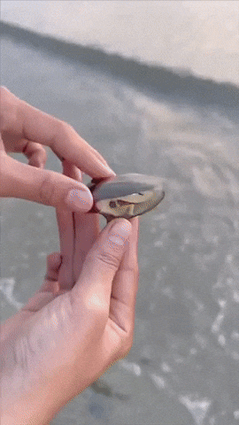 crshdprod giphyupload GIF