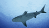 WeAreWater ocean shark predator bull shark GIF