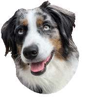 Australian Shepherd Dog Sticker