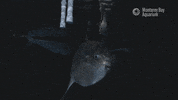 mola mola sunfish GIF by Monterey Bay Aquarium
