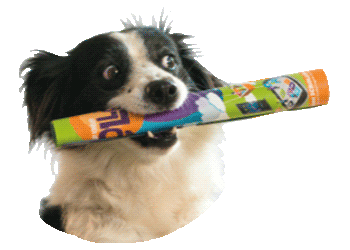 Teachtoday giphyupload dog hund zwinkern Sticker