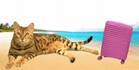 Bengal Cat Beach GIF by Kitty Fuchs