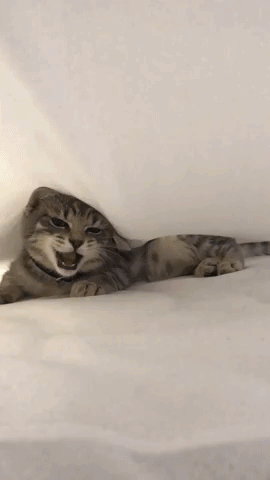 cat GIF