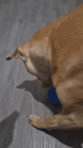 lehiyen222 giphyupload GIF