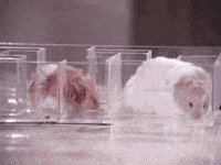 Hungry Nom Nom GIF