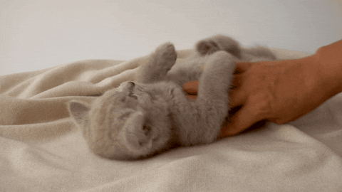 Newszii giphyupload cat meme joke GIF