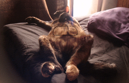 cat soda GIF by CsaK