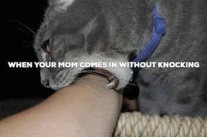 cat meme GIF