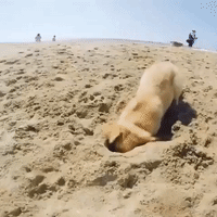 Golden Retriever Pup Shows Off Life in Southern California