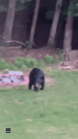 Curious Black Bear Caught Snooping